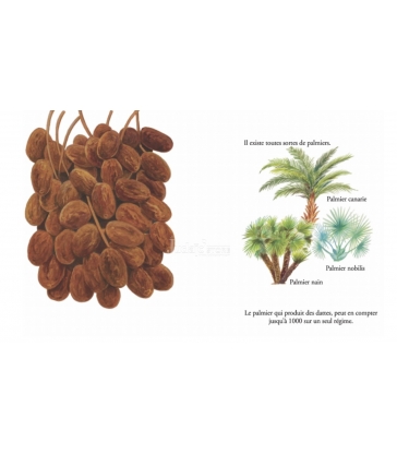 Arba'ate Haminim - Les Quatre espèces